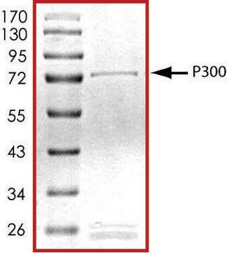 P300 (1283-1673), GST tagged human recombinant, expressed in baculovirus infected Sf9 cells, &#8805;70% (SDS-PAGE), buffered aqueous glycerol solution