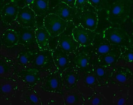 Anti-Connexin 43 Antibody, C-terminal Antibody, clone P4G9 clone P4G9, from mouse