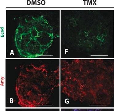 Anti-&#945;-Amylase antibody produced in rabbit fractionated antiserum, lyophilized powder