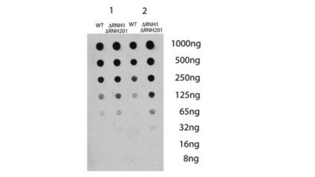 Anti-DNA-RNA-Hybrid-Antikörper, Klon S9.6 clone S9.6, from mouse