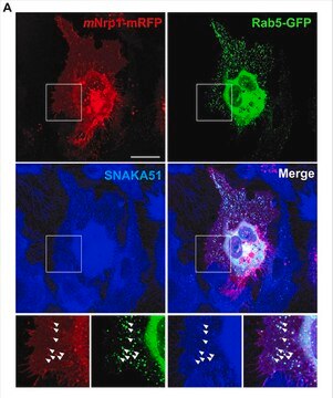 Anti-Integrin-alpha5-Antikörper (konservierungsmittelfrei), Klon SNAKA51 clone SNAKA51, from mouse, purified by using protein G