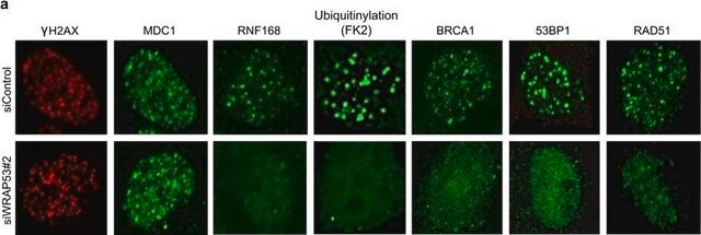 Anti-RNF168-Antikörper from rabbit, purified by affinity chromatography