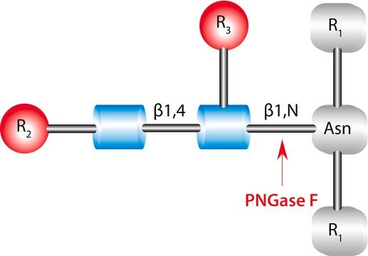 PNGase F from Elizabethkingia meningoseptica BioReagent, &#8805;95% (SDS-PAGE), for proteomics