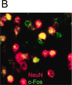 Anti-NeuN-Antikörper, Klon A60, Biotin konjugiert clone A60, Chemicon&#174;, from mouse