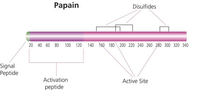 Papain aus papaya latex buffered aqueous suspension, 2× Crystallized, &#8805;16&#160;units/mg protein