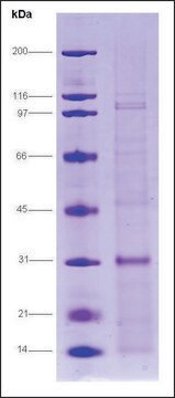 Androgen receptor (650-920), human recombinant, expressed in E. coli, &#8805;70% (SDS-PAGE)