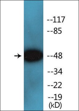 Anti-phospho-Smad2/3 (pThr8) antibody produced in rabbit affinity isolated antibody