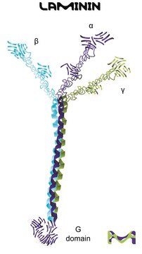 Laminin aus Engelbreth-Holm-Swarm murine sarcoma basement membrane 1-2&#160;mg/mL in Tris-buffered saline, 0.2 &#956;m filtered, BioReagent, suitable for cell culture