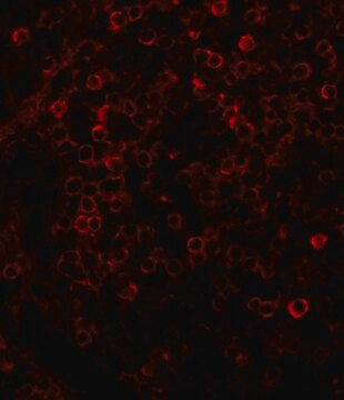 Anti-Rabbit IgG (whole molecule)–TRITC antibody produced in goat affinity isolated antibody, buffered aqueous solution