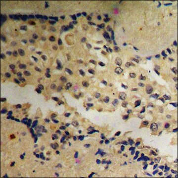 Anti-phospho-Akt (pTyr474) antibody produced in rabbit affinity isolated antibody