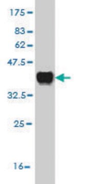 Monoclonal Anti-KLK1 antibody produced in mouse clone 3G2, purified immunoglobulin, buffered aqueous solution