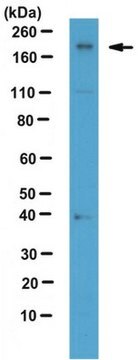 Anti-Chd2, clone 8H3 Antibody clone 8H3, from rat