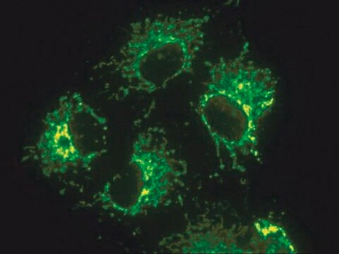 Anti-Mitochondria Antibody, surface of intact mitochondria, clone 113-1 clone 113-1, Chemicon&#174;, from mouse