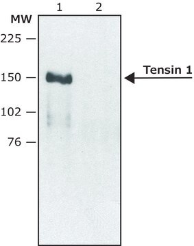 Anti-Tensin 1 (internal) antibody produced in rabbit ~1.5&#160;mg/mL, affinity isolated antibody