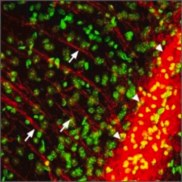 Anti-Purinergic Receptor P2Y12 antibody produced in rabbit affinity isolated antibody, lyophilized powder