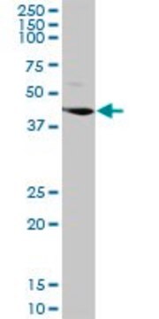 Anti-LGMN antibody produced in rabbit purified immunoglobulin, buffered aqueous solution