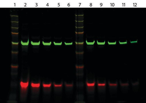 Anti-Mouse IgG (H+L), highly cross-adsorbed, CF&#8482; 680 antibody produced in goat ~2&#160;mg/mL, affinity isolated antibody