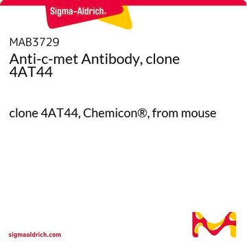 Anti-c-Met-Antikörper, Klon&nbsp;4AT44 clone 4AT44, Chemicon&#174;, from mouse