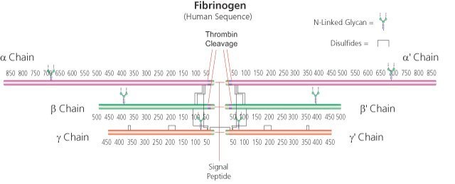 Fibrinogen aus Rinderplasma Type I-S, 65-85% protein (&#8805;75% of protein is clottable)