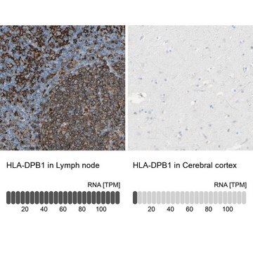 Anti-HLA-DPB1 antibody produced in rabbit Prestige Antibodies&#174; Powered by Atlas Antibodies, affinity isolated antibody, buffered aqueous glycerol solution