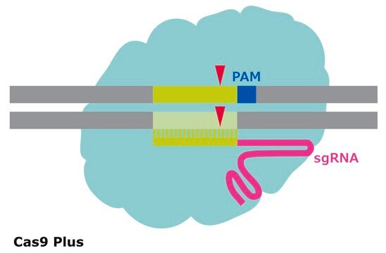 Cas9 Plus Protein from Streptococcus pyogenes, recombinant, expressed in E. coli, 3X NLS