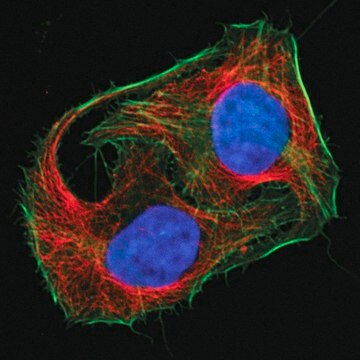 Mix-n-Stain&#8482; CF&#8482; 405M Antibody Labeling Kit (5-20&#956;g)