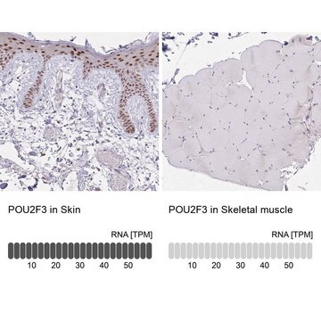 Anti-POU2F3 antibody produced in rabbit Prestige Antibodies&#174; Powered by Atlas Antibodies, affinity isolated antibody, buffered aqueous glycerol solution