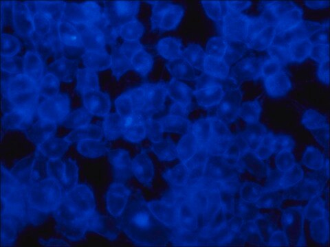 Filipin complex from Streptomyces filipinensis &#8805;70% (UV)