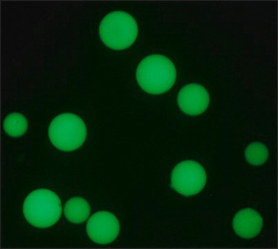 Anti-Human IgG1&#8722;FITC antibody, Mouse monoclonal clone 8c/6-39, purified from hybridoma cell culture