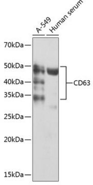 Anti-CD63 antibody produced in rabbit