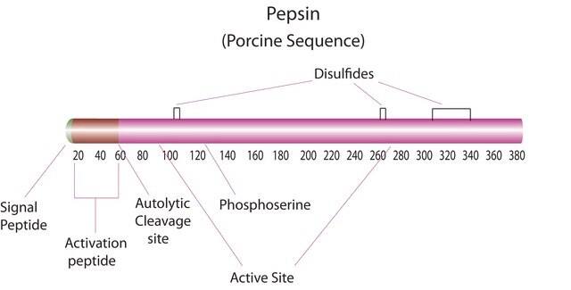 Pepsin aus Schweinemagenschleimhaut powder, &#8805;250&#160;units/mg solid