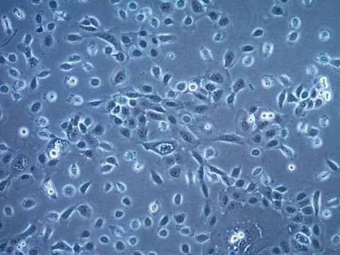 HSC-3 Human Tongue Squamous Carcinoma Cell Line HSC-3 human tongue squamous carcinoma cell line is a suitable model for the study of metastatic squamous cell carcinoma.