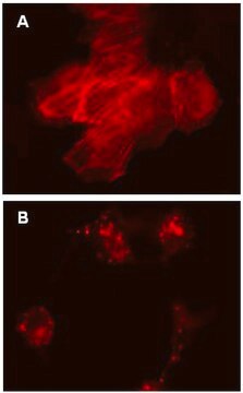 LentiBrite RFP-&#946;-actin Lentiviral Biosensor