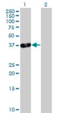 Anti-PDLIM3 antibody produced in mouse purified immunoglobulin, buffered aqueous solution