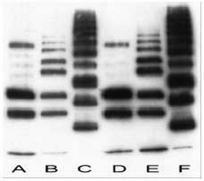 Anti-Ubiquitin Mouse mAb (FK2) liquid, clone FK2, Calbiochem&#174;