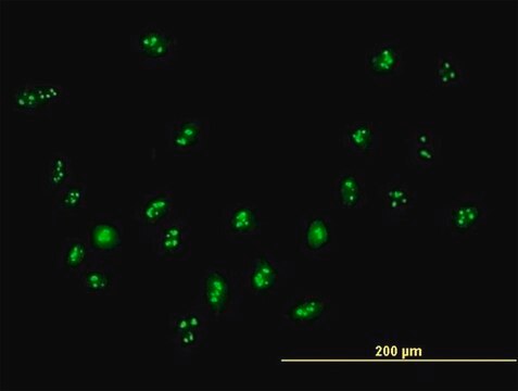 Anti-DDX18 antibody produced in mouse purified immunoglobulin, buffered aqueous solution