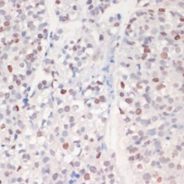 Anti-Phospho-&#947;H2A.X-S139 antibody produced in rabbit