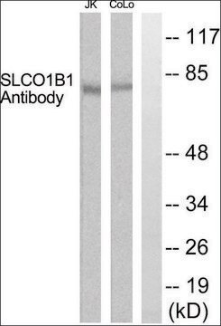 Anti-SLCO1B1 antibody produced in rabbit affinity isolated antibody