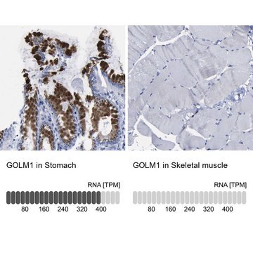 Anti-GOLM1 antibody produced in rabbit Prestige Antibodies&#174; Powered by Atlas Antibodies, affinity isolated antibody, buffered aqueous glycerol solution