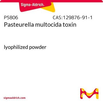 Pasteurella multocida toxin lyophilized powder