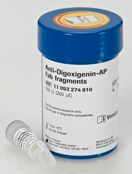 Anti-Digoxigenin-AP, Fab-Fragmente from sheep