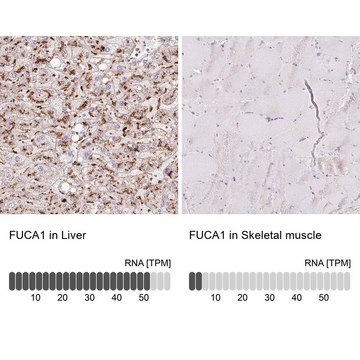 Anti-FUCA1 antibody produced in rabbit Prestige Antibodies&#174; Powered by Atlas Antibodies, affinity isolated antibody