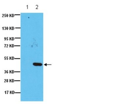 Anti-IDO (Indoleamine 2,3-Dioxygenase) Antibody, clone 10.1 clone 10.1, Upstate&#174;, from mouse