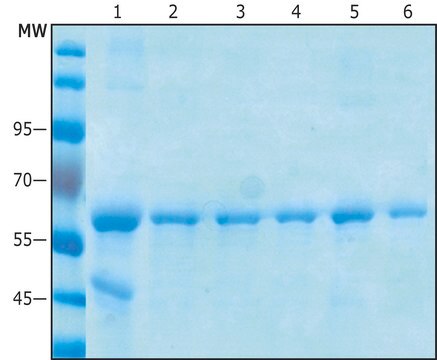 Anti-C-Myc Magnetic Beads Magnetic agarose, suspension