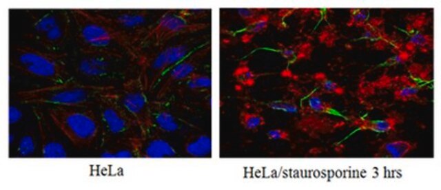 Anti-Caspase3 (active form) Antibody, clone 3D9.3 clone 3D9.3, from mouse