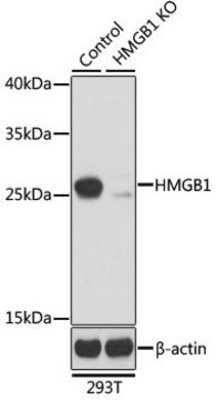 Anti-HMGB1 antibody produced in rabbit