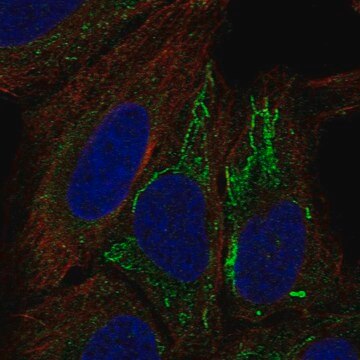 Anti-MT-ND4L antibody produced in rabbit Prestige Antibodies&#174; Powered by Atlas Antibodies, affinity isolated antibody