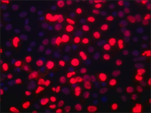 Anti-BMI1 (C-terminal) antibody produced in rabbit ~1.0&#160;mg/mL, affinity isolated antibody, buffered aqueous glycerol solution