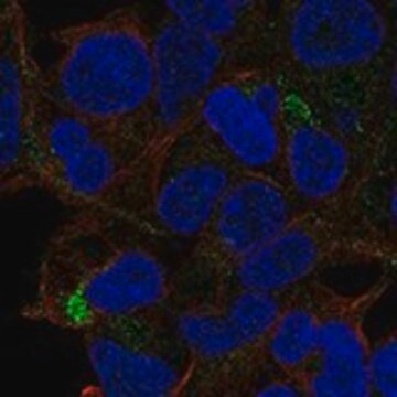 Anti-TSLP antibody produced in rabbit Prestige Antibodies&#174; Powered by Atlas Antibodies, affinity isolated antibody, buffered aqueous glycerol solution