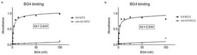 Anti-DNA G-quadruplex structures Antibody, clone BG4 clone BG4, from Escherichia coli